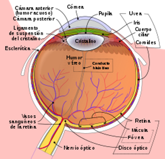 Image of an eye and its various parts