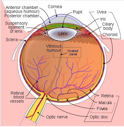 Image of an eye and its various parts