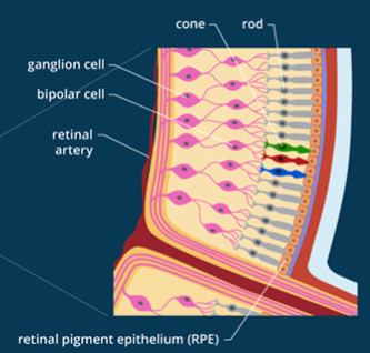 Close up view of an eye with focus on cones and rods